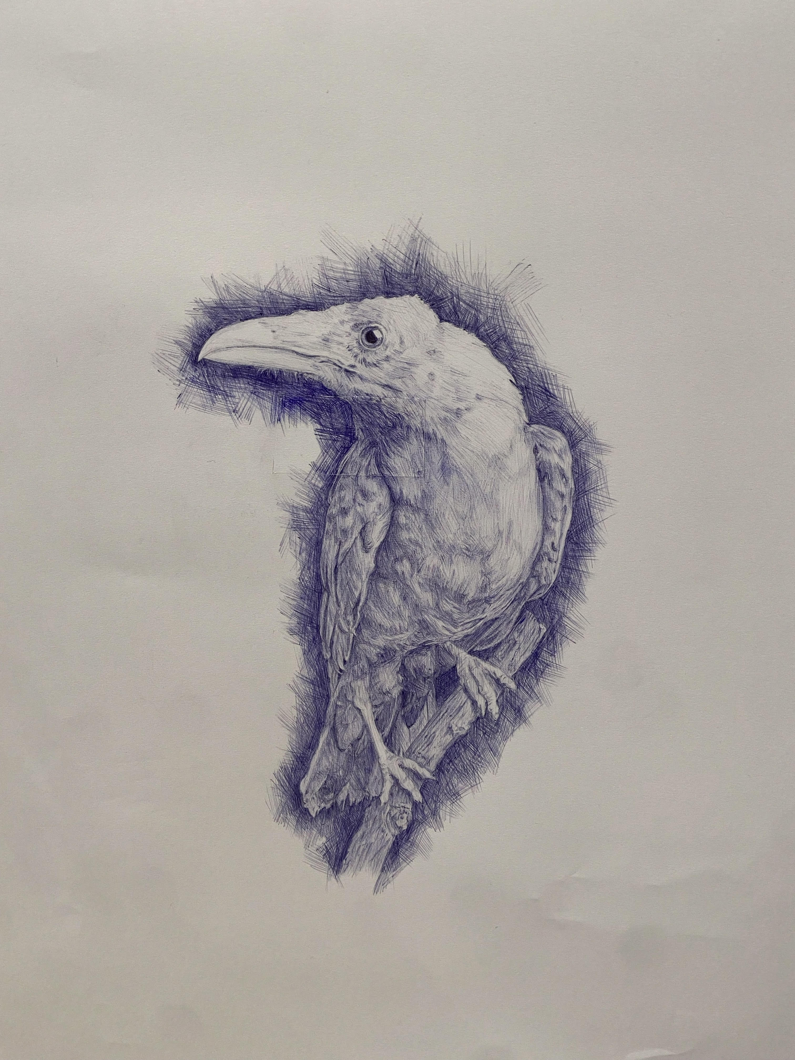 White Raven